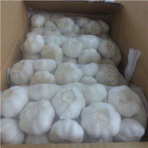 Fresh Garlic Bulbs