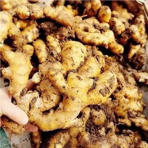 Growing Ginger