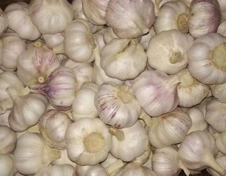 White Garlic