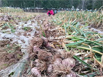 Fresh Garlic Will Be On The Market in 2023